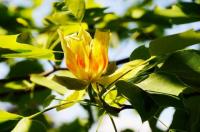 BlühendeTulpenbäume im Queen-Auguste-Victoria-Park: Köstlichkeit für emsige Bienen