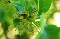 Umkircher Tupelo-Baum blühte zum ersten mal: Die Nyssa, der Lieblings-Baum der Bienen und Vögel,  trägt Früchte.