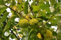 Baum-Wunder: Der Indianer-Baum Osagedorn trägt reife Früchte  im Queen-Auguste-Victoria-Park