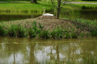Ein Singschwan brütet auf der Insel im Christa-Weiher des Queen-Auguste-Victoria-Parks.