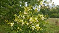 Spät-Zünder unter den blühenden Bäumen in Mitteleuropa: Der Perlschnurbaum „Sophora japonica“