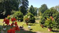 Canna-Zauber der Südsee mit Sexappeal im Queen-Auguste-Victoria-Park: Indisches Blumenrohr blüht.