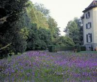 50.000 blaue Hasenglöckchen blühen im Fulwell-Park