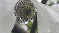 So schön können Bäume blühen: Die Blüte des Taschentuchbaumes Davidia.