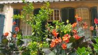 Antillen-Zauber aus der Karibik in Deutschlands Gärten: Indisches Blumenrohr Canna Indica statt Geranien?