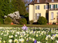 Frühling im Queen-Auguste-Victoria-Park: Parkschöpfer Werner Semmler in seinen Narzissen