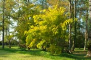 Grün im Unterschied: Werner Semmler hat Bäume pflanzen lassen, deren Blätter verschiedene grüne Farbtöne zeigen