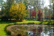 Das Herbst-Licht strahlt auf die Blätter im See des Queen-Auguste-Victoria-Park und das Wasser spiegelt die Bäume