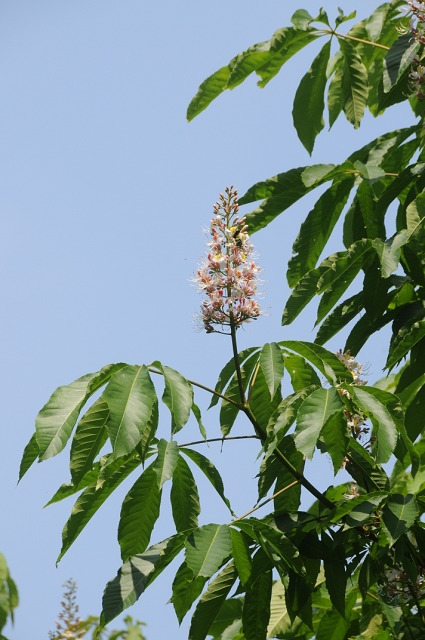 Aesculus indica: Die indische Rosskastanie verzaubert mit ihrer schönen Blüte.