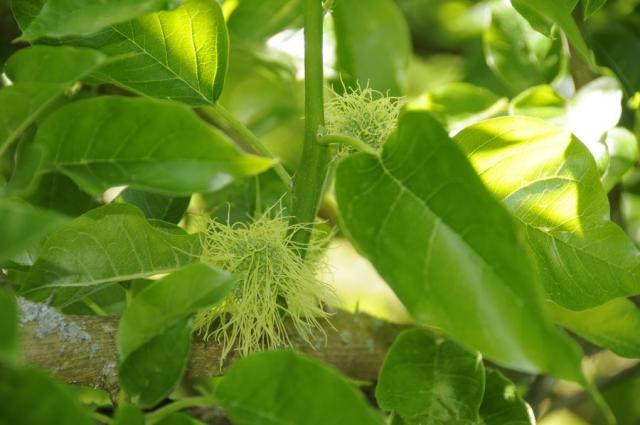 Osagedorn: Der Indianer-Baum Osagedorn trägt Früchte im Queen-Auguste-Victoria-Park