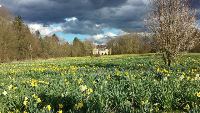 Frühling im Queen-Auguste-Victoria-Park: Auf der Schlosswiese blühen rund 300.000 Narzissen.
