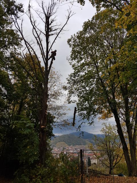 Baumäffchen am Himmel im Josphsblick auf dem Lorettoberg: Die abgestorbene Linde wird durch unserern Baumklettterer sorgfältig aus dem Park entfernt.