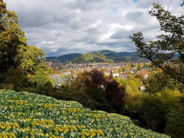 Künftige jährliche Narzissen-Blüte im Original des von Werner Semmler freigelegten Landschaftsbildes vom Lorettoberg.