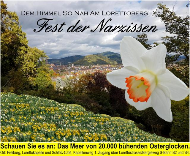 Fest der 20.000 blühenden Narzissen auf dem Lorettoberg in Freiburg
