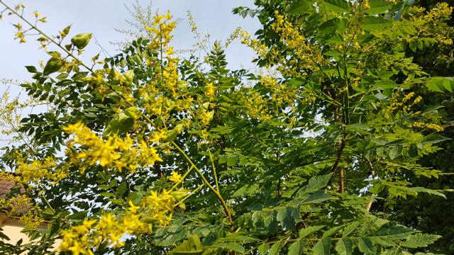 Blühende  „Koelreuteria paniculata“ im Queen-Auguste-Victoria-Park