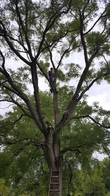 Auch unsere Bäume brauchen manchmal einen Besuch des Doktors: Liebevolle Baumpflege in der Krone der Sophora japonica