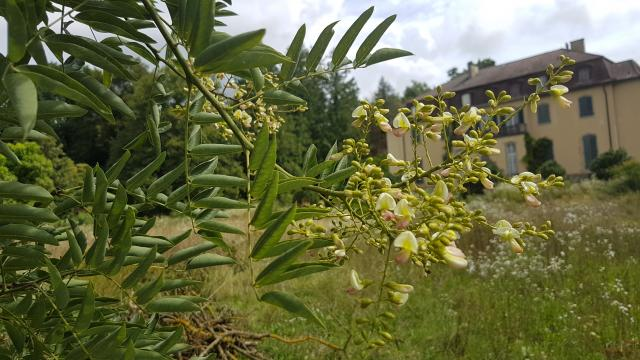Sauerschotenbaum „Sophora japonica“ blüht im Queen-Auguste-Victoria-Park.
