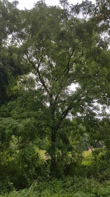 Der zweite Perlschnurbaum „Sophora japonica“ m Queen-Auguste-Victoria-Park
