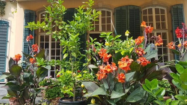Antillen-Zauber aus der Karibik in Deutschlands Gärten: Indisches Blumenrohr Canna Indica statt Geranien?