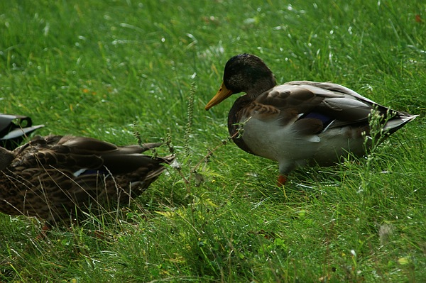 Sie fühlen sich wohl im Queen-Auguste-Victoria-Park: Die Enten