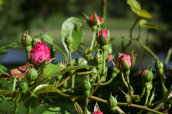 Rosenknopspen im Queen-Auguste-Victoria-Park: Bald fällt der Vorgang und die Rose zeigt ihre volle Schönheit
