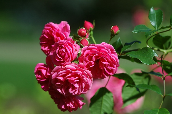 Die Knopsen wurden zu Rosen: im Sommer duftet der ganze Park nach Rosen