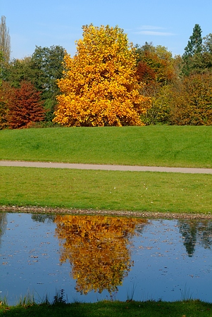 Der Tulpenbaum am Wernersee im  Queen-Auguste-Victoria-Park.