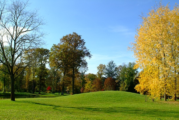 Der Silber-Ahorn zeigt seine gelbe Pracht im Queen-Auguste-Victoria-Park