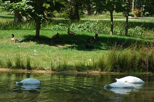 Die Natur sucht die Ruhe vor aufdringlichen Menschen:
Sing-Schwäne auf Nahrungssuche im Queen-Auguste-Victoria-Park