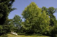 BlühendeTulpenbäume im Queen-Auguste-Victoria-Park: Köstlichkeit für emsige Bienen