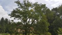 Perlschnurbaum „Sophora japonica“ blüht im Queen-Auguste-Victoria-Park.