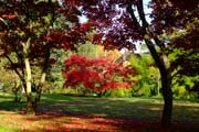 Der japanische Ahorn vor dem Schloss zeigt seine Farbenpracht im Queen-Auguste-Victoria-Park